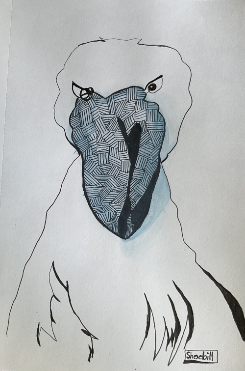 Shoebill Contour Sketch